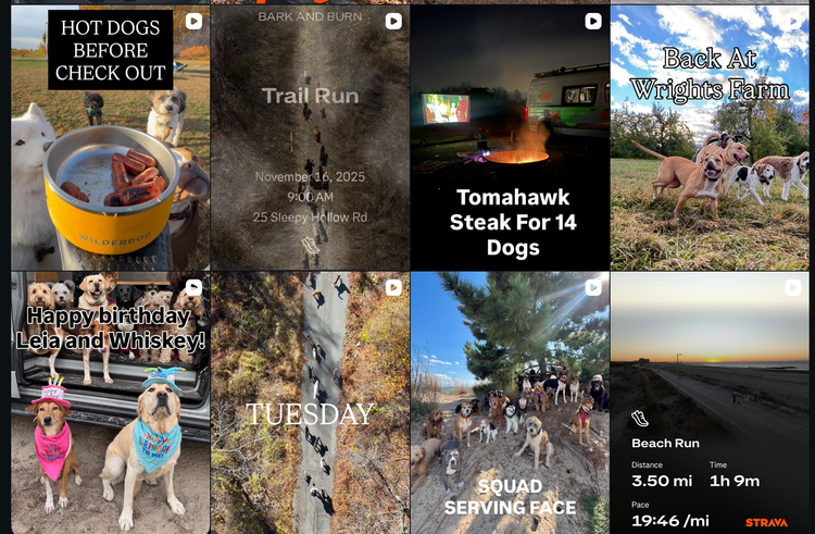 Balades Canines en Groupe : 15 000€/mois Sans Local Ni Employés